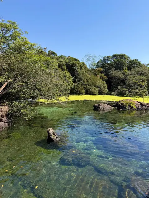 Água verde e cristalina cercada de vegetação