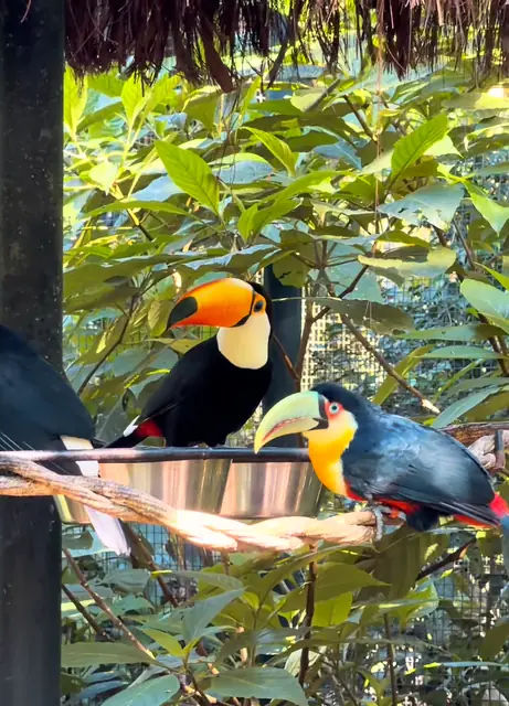 Tucanos em um parque de aves